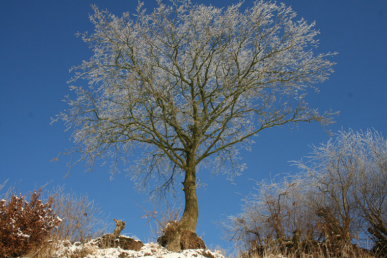 frosty tree